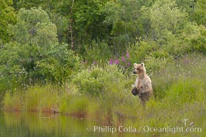 Brown bear walks through the marshes that skirt the Brooks River, Ursus arctos, Katmai National Park, Alaska