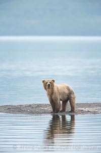 Brown bear walks along the edge of Brooks Lake, Ursus arctos, Brooks River, Katmai National Park, Alaska