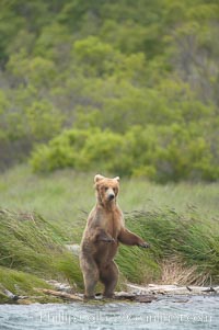 Brown bear walks through the marshes that skirt the Brooks River, Ursus arctos, Katmai National Park, Alaska