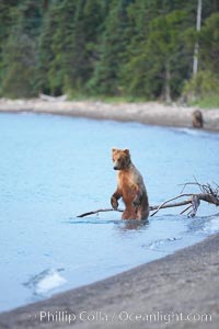 Brown bear walks along the edge of Brooks Lake, Ursus arctos, Brooks River, Katmai National Park, Alaska