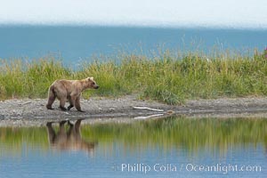 Brown bear is reflected in the Brooks River along the edge of Brooks Lake, Ursus arctos, Katmai National Park, Alaska