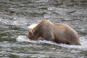 Brown bear (grizzly bear) snorkeling in the Brooks River, looking for salmon, Ursus arctos, Katmai National Park, Alaska