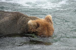 Brown bear (grizzly bear) snorkeling in the Brooks River, looking for salmon, Ursus arctos, Katmai National Park, Alaska