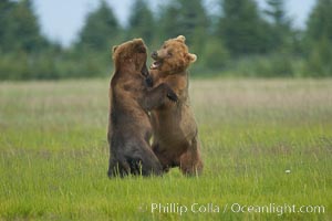 Brown bears fighting or sparring.  These are likely young but sexually mature males that are simply mock fighting for practice, Ursus arctos, Lake Clark National Park, Alaska