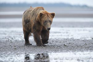 Mature male coastal brown bear boar waits on the tide flats at the mouth of Silver Salmon Creek for salmon to arrive.  Grizzly bear, Ursus arctos, Lake Clark National Park, Alaska