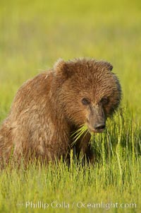 Young brown bear grazes in tall sedge grass.  Brown bears can consume 30 lbs of sedge grass daily, waiting weeks until spawning salmon fill the rivers, Ursus arctos, Lake Clark National Park, Alaska