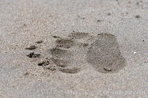Brown bear paw print on sand, Lake Clark National Park, Alaska