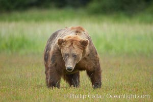 Full grown, mature male coastal brown bear boar (grizzly bear) in sedge grass meadows, Ursus arctos, Lake Clark National Park, Alaska