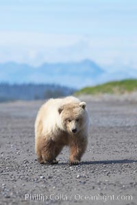 Juvenile female coastal brown bear walks on beach, Ursus arctos, Lake Clark National Park, Alaska