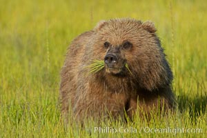 Young brown bear grazes in tall sedge grass.  Brown bears can consume 30 lbs of sedge grass daily, waiting weeks until spawning salmon fill the rivers, Ursus arctos, Lake Clark National Park, Alaska