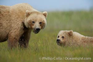 Mother and cub brown bear, Ursus arctos, Lake Clark National Park, Alaska