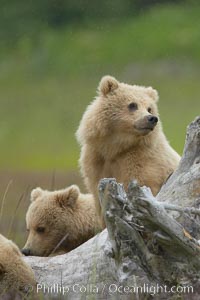 Brown bear cubs.  These cubs are one and a half years old and have yet to leave their mother.  They will be on their own and have to fend for themselves next summer, Ursus arctos, Lake Clark National Park, Alaska