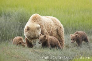 Brown bear female sow with spring cubs.  These three cubs were born earlier in the spring and will remain with their mother for almost two years, relying on her completely for their survival, Ursus arctos, Lake Clark National Park, Alaska