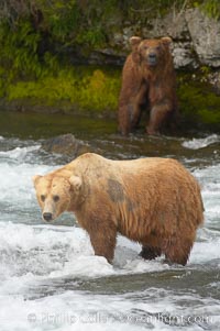 Brown bear (grizzly bear), Ursus arctos, Brooks River, Katmai National Park, Alaska