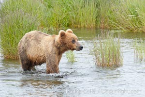 Brown bear walks through the marsh that edges Brooks River, Ursus arctos, Katmai National Park, Alaska