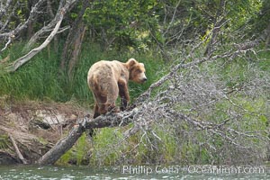 Brown bear climbing a tree overhanging the Brooks River, Ursus arctos, Katmai National Park, Alaska