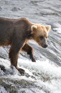 Brown bear (grizzly bear), Ursus arctos, Brooks River, Katmai National Park, Alaska