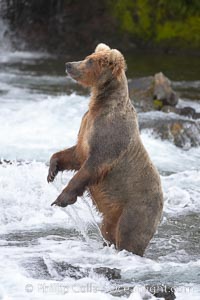 Brown bear (grizzly bear), Ursus arctos, Brooks River, Katmai National Park, Alaska