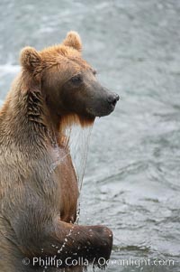 Brown bear (grizzly bear), Ursus arctos, Brooks River, Katmai National Park, Alaska