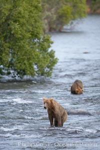 Brown bear (grizzly bear), Ursus arctos, Brooks River, Katmai National Park, Alaska