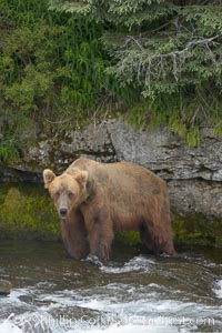 Brown bear (grizzly bear), Ursus arctos, Brooks River, Katmai National Park, Alaska