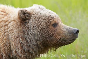 Brown bear head profile, Ursus arctos, Lake Clark National Park, Alaska