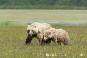 Mother and cub coastal brown bear in sedge grass meadow, Johnson River, Ursus arctos, Lake Clark National Park, Alaska