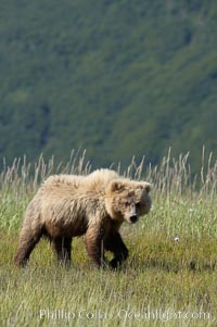 Juvenile coastal brown bear in sedge grass, Johnson River. Grizzly bear, Ursus arctos, Lake Clark National Park, Alaska