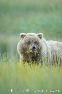 Brown bear grazing on sedge grass.  It may eat up to 30 lbs of sedge grass each day during summer, while waiting for its preferred prey of spawning salmon to arrive, Ursus arctos, Lake Clark National Park, Alaska