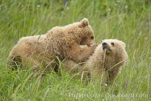 Coastal brown bear cubs playing in tall sedge grass, Ursus arctos, Lake Clark National Park, Alaska