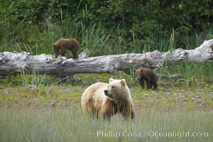 Brown bear female mother sow is on alert for the approach of other bears which may pose a threat to her three small spring cubs, Ursus arctos, Lake Clark National Park, Alaska