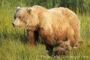 Brown bear female mother sow is on alert for the approach of other bears which may pose a threat to her three small spring cubs, Ursus arctos, Lake Clark National Park, Alaska