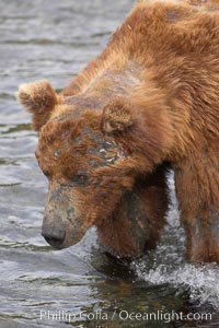 Brown bear bearing scars and wounds about its head from past fighting with other bears to establish territory and fishing rights. Brooks River, Ursus arctos, Katmai National Park, Alaska