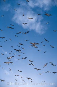 Brown boobies in flight at Rose Atoll. which hosts large numbers of seabirds on the small island, Rose Atoll National Wildlife Sanctuary