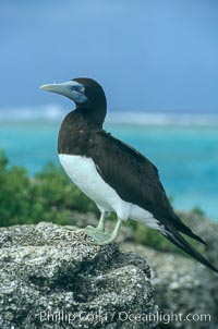 Brown booby, Sula leucogaster, Rose Atoll National Wildlife Sanctuary