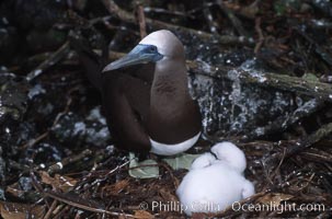 Brown booby, adult and chick at nest, Sula leucogaster, Cocos Island