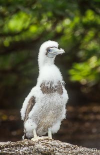 Brown booby, Rose Atoll National Wildlife Refuge, Sula leucogaster, Rose Atoll National Wildlife Sanctuary