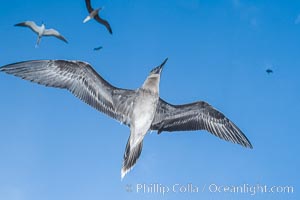 Brown booby, Rose Atoll National Wildlife Refuge, Sula leucogaster, Rose Atoll National Wildlife Sanctuary