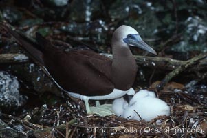 Brown booby, adult and chick at nest, Sula leucogaster, Cocos Island