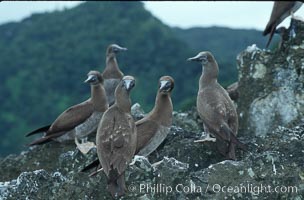 Brown boobies, Sula leucogaster, Cocos Island