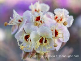 Brown-eyed Primrose Flower with Dew Drops, Anza Borrego Desert State Park, Camissonia claviformis, Anza-Borrego Desert State Park, Borrego Springs, California