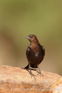 Brown-headed cowbird, male, Molothrus ater, Amado, Arizona
