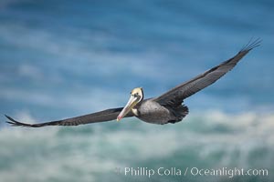 Brown pelican in flight.  The wingspan of the brown pelican is over 7 feet wide. The California race of the brown pelican holds endangered species status.  In winter months, breeding adults assume a dramatic plumage, Pelecanus occidentalis, Pelecanus occidentalis californicus, La Jolla