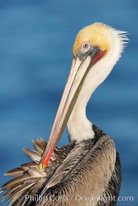 A brown pelican preening, reaching with its beak to the uropygial gland (preen gland) near the base of its tail.  Preen oil from the uropygial gland is spread by the pelican's beak and back of its head to all other feathers on the pelican, helping to keep them water resistant and dry. Adult winter non-breeding plumage showing white hindneck and red gular throat pouch, Pelecanus occidentalis, Pelecanus occidentalis californicus, La Jolla, California