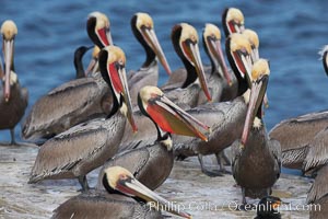 Brown pelicans rest and preen on seacliffs above the ocean.   In winter months, breeding adults assume a dramatic plumage with brown neck, yellow and white head and bright red-orange gular throat pouch, Pelecanus occidentalis, Pelecanus occidentalis californicus, La Jolla, California