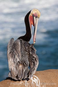 Brown pelican preening, reaching with its beak to the uropygial gland (preen gland) near the base of its tail.  Preen oil from the uropygial gland is spread by the pelican's beak and back of its head to all other feathers on the pelican, helping to keep them water resistant and dry, Pelecanus occidentalis, Pelecanus occidentalis californicus, La Jolla, California