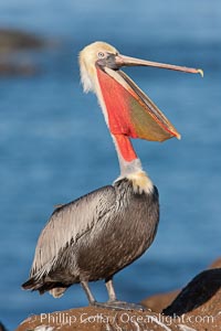 California brown pelican, throwing head back to stretch its throat, Pelecanus occidentalis, Pelecanus occidentalis californicus, La Jolla