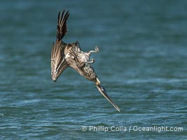 Brown Pelican Diving to Catch Fish, Fort De Soto, Florida, Pelecanus occidentalis, Fort De Soto Park, St. Petersburg