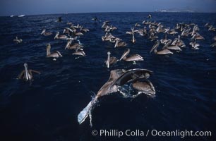 Brown pelicans feeding on krill, Pelecanus occidentalis, Coronado Islands (Islas Coronado)