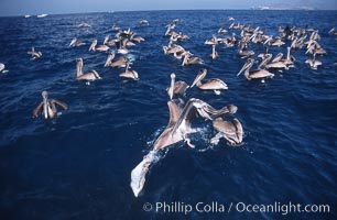 Brown pelicans feeding on krill, Pelecanus occidentalis, Coronado Islands (Islas Coronado)